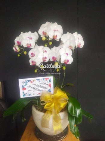 bunga meja anggrek happy wedding anniversary